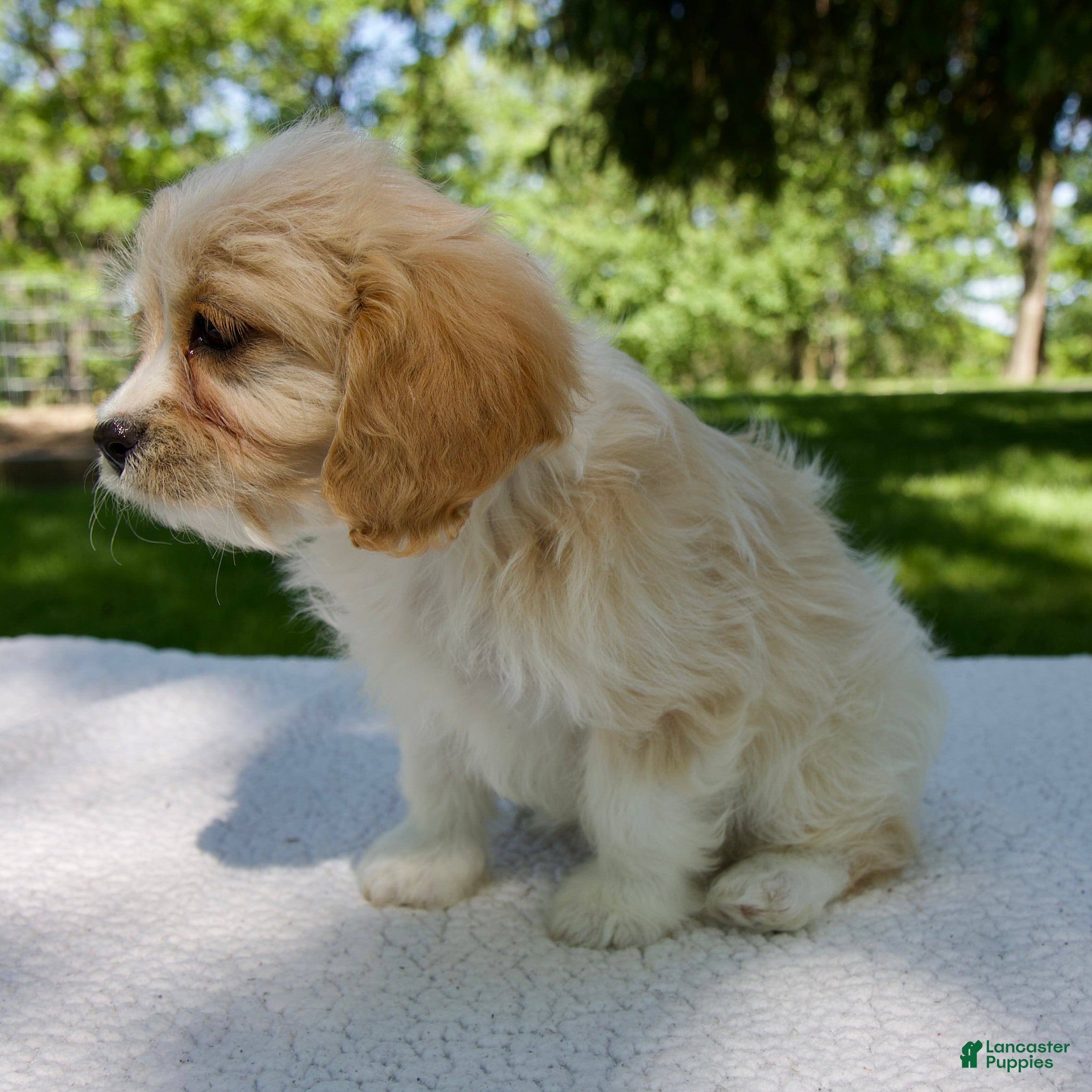 Cavapoo dogs for sale: Ella - Ad 6