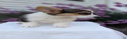 Welsh Corgi Pembroke dogs for sale: Lanie - Ad 9