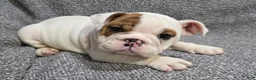 English Bulldog dogs for sale: Allen - Ad 2
