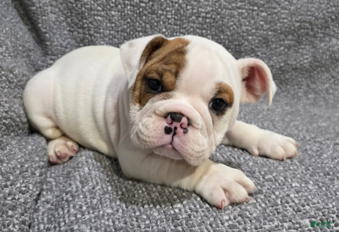 English Bulldog dogs for sale: Allen - Ad 2
