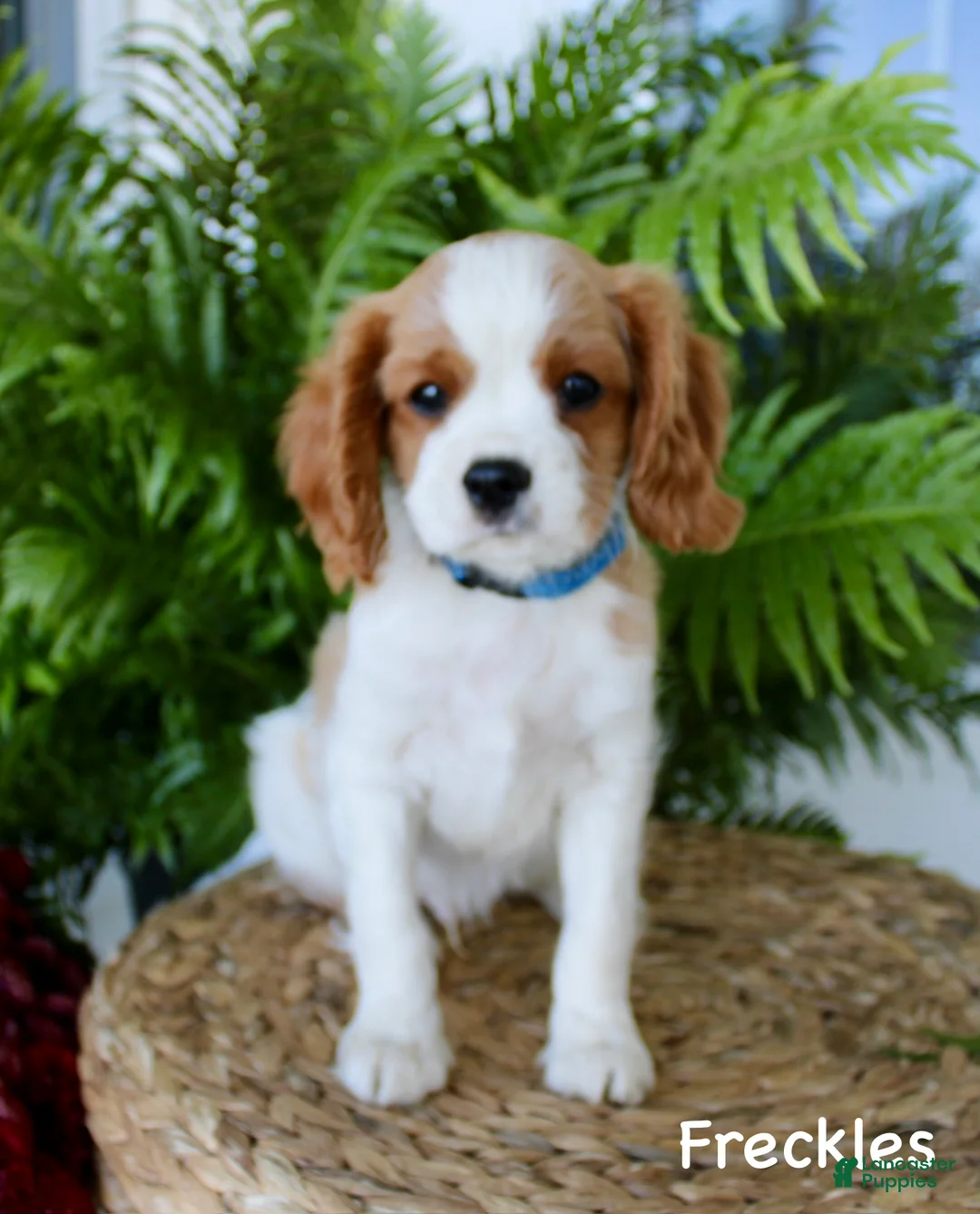 Cavalier King Charles Spaniel dogs for sale: Freckles - Ad 1