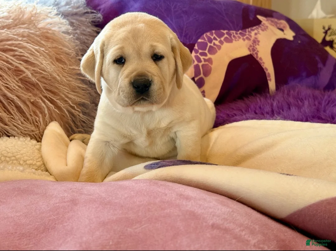 Labrador Retriever dogs for sale: Labrador Retriever Puppy 4 - Ad 2