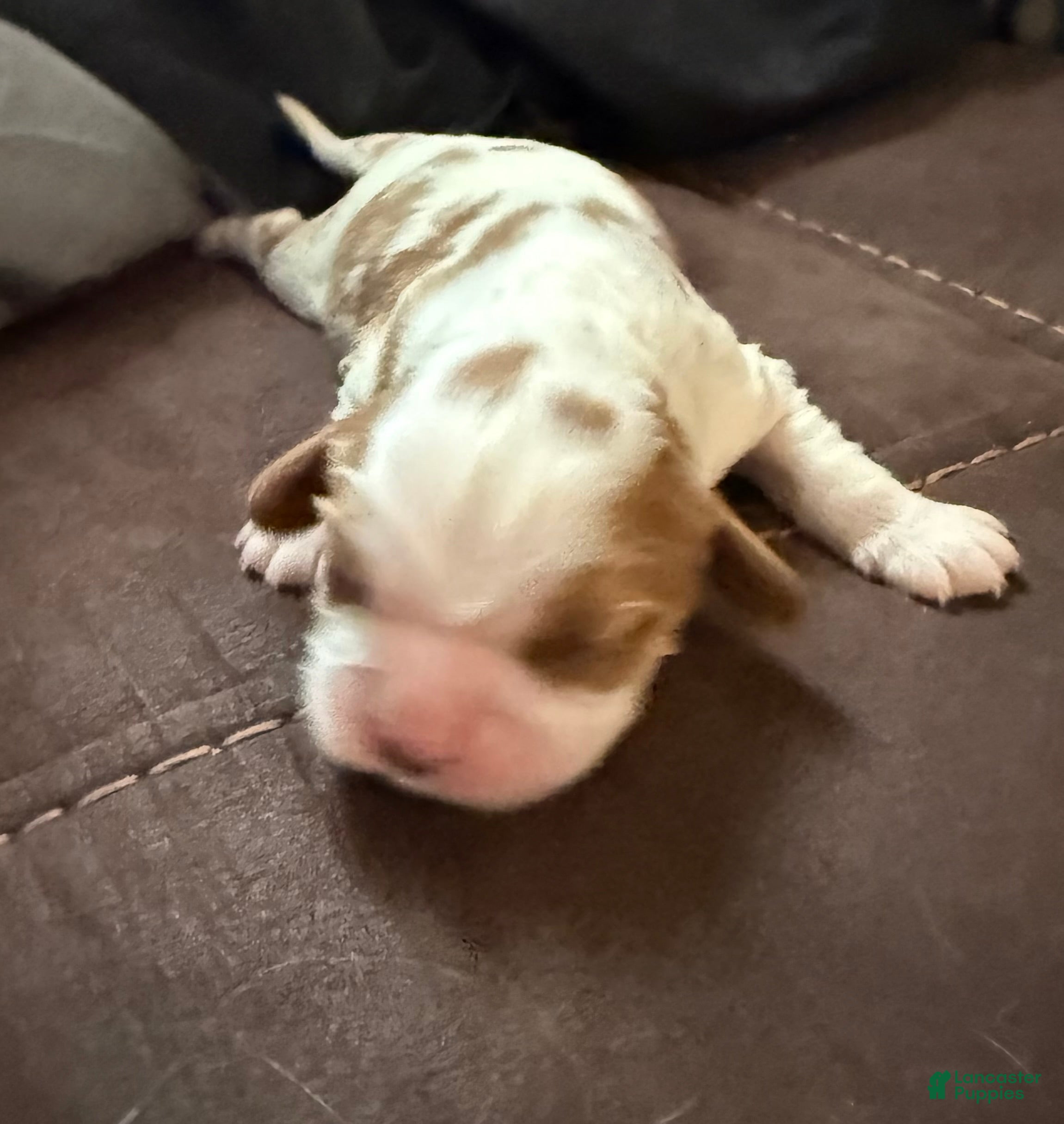 Cavalier King Charles Spaniel dogs for sale: Cavalier King Charles Spaniel Cody - Ad 5