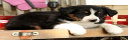 Australian Shepherd dogs for sale: Midnight - Ad 6