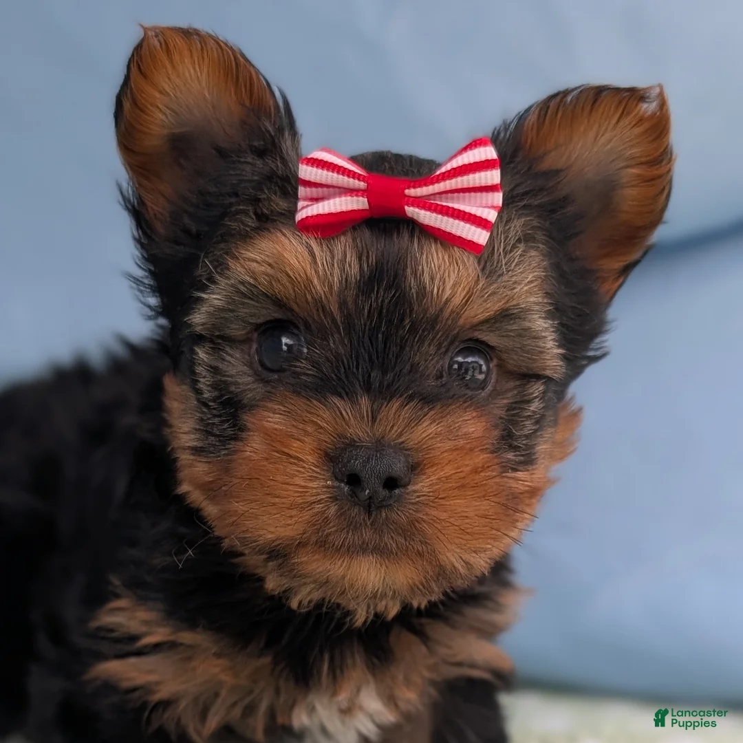 Yorkshire Terrier dogs for sale: Dumplin - Ad 2