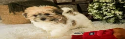 Havanese dogs for sale: Leo - Ad 4