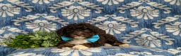 Mini Bernedoodle dogs for sale: Quenton Hypoallergenic - Ad 5
