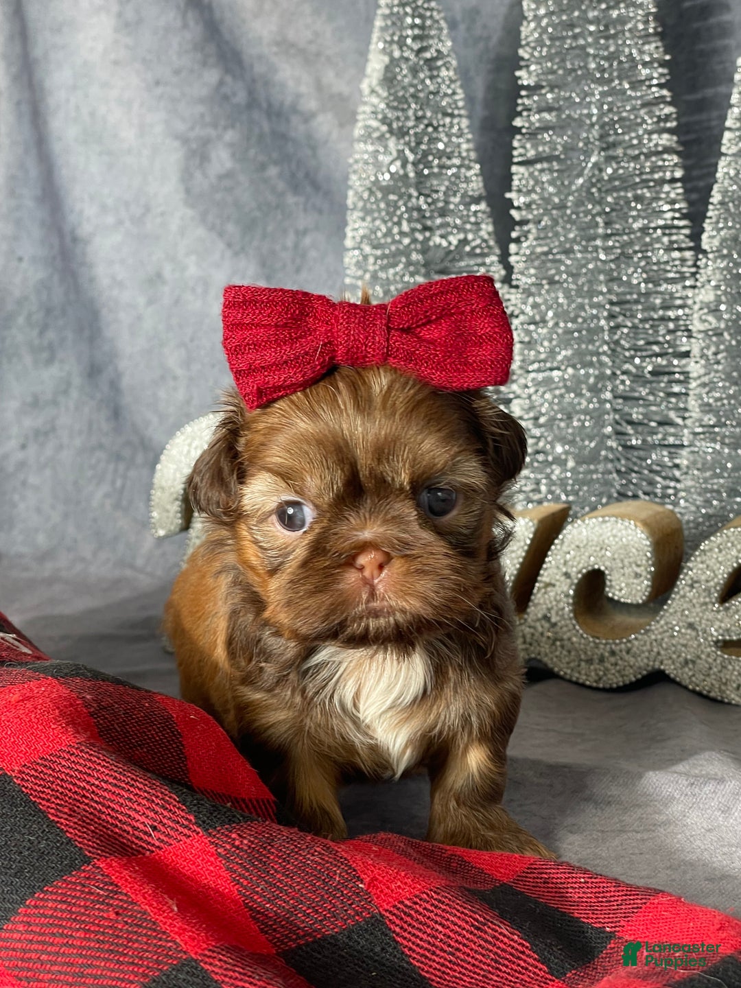 Shih Tzu dogs for sale: Sunni - Ad 1