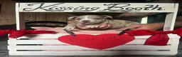 Olde English Bulldogge dogs for sale: Olde English Bulldogge 2 - Ad 7