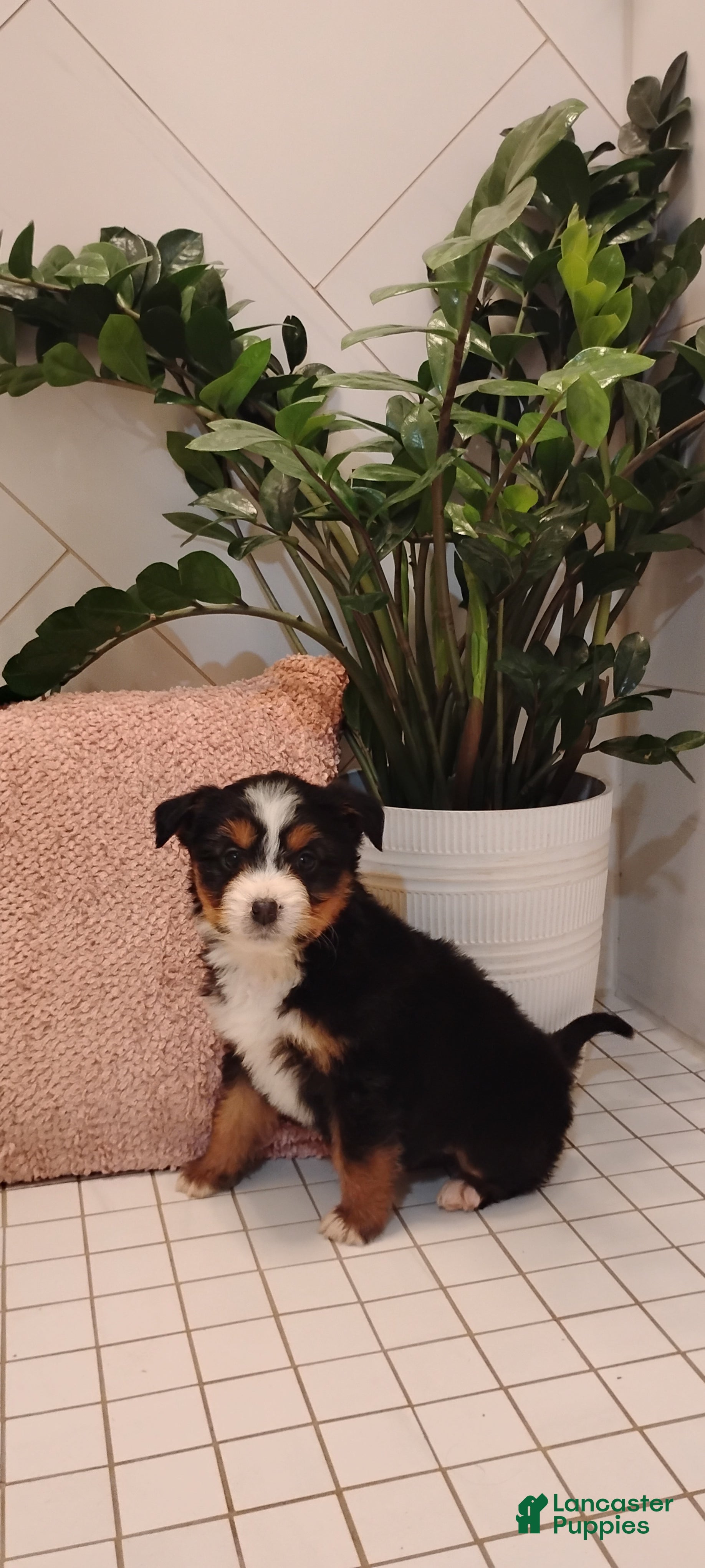 Mixed Breed dogs Skye - Ad 2