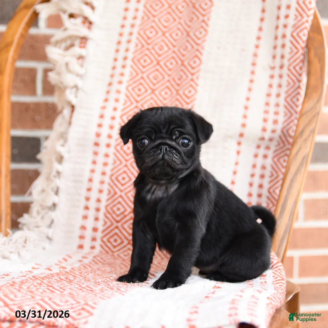 Pug dogs for sale: Opal - Ad 3
