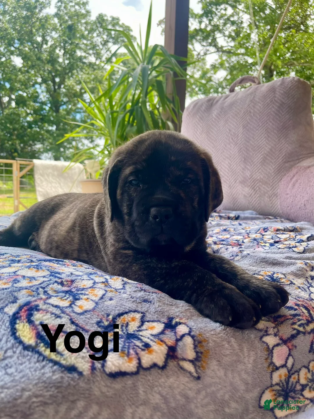 Cane Corso dogs for sale: Cane Corso yogi - Ad 1