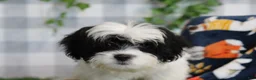 Bichpoo dogs for sale: Mushy - Ad 1