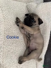 Pug dogs AKC, Cookie - Ad 2