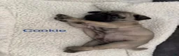 Pug dogs for sale: AKC, Cookie - Ad 2