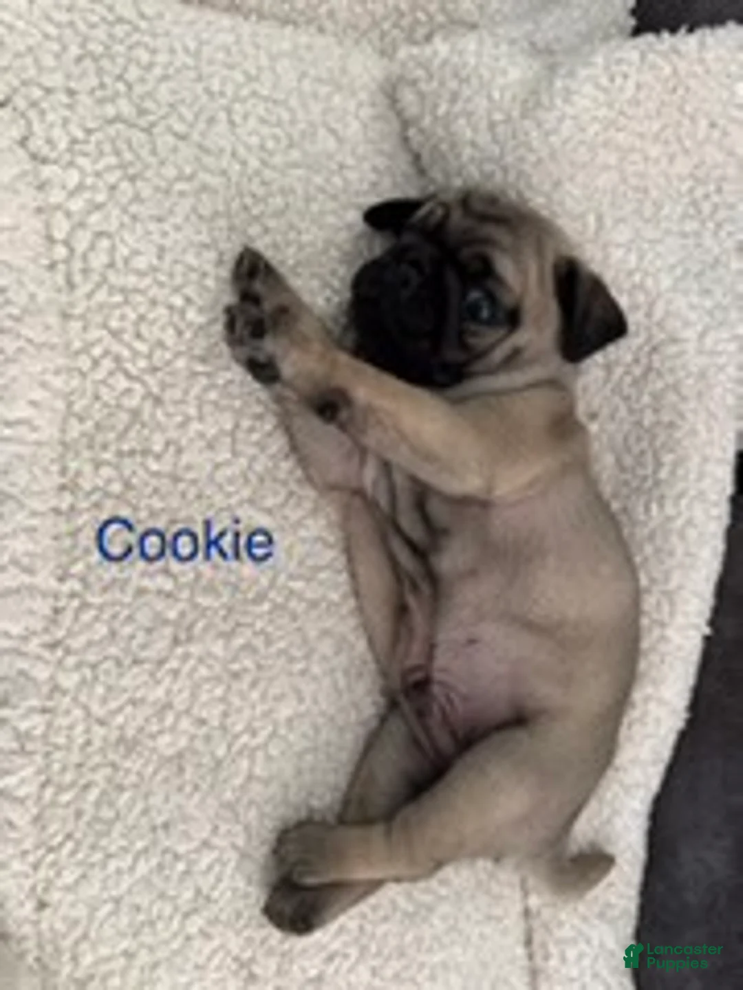 Pug dogs for sale: AKC, Cookie - Ad 2