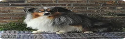 Miniature Australian Shepherd dogs for sale: Parker - Ad 7