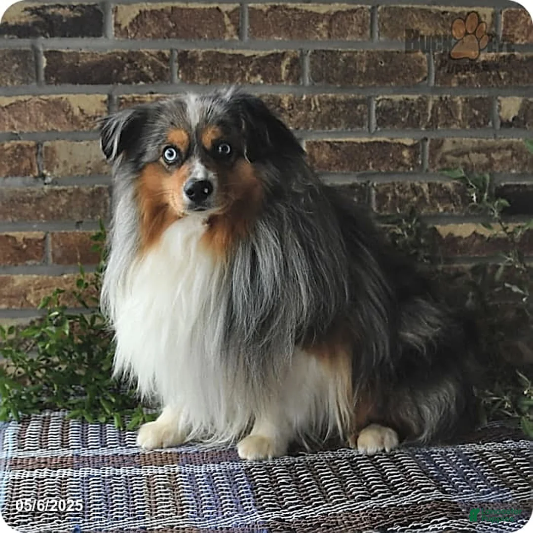 Miniature Australian Shepherd dogs for sale: Parker - Ad 7