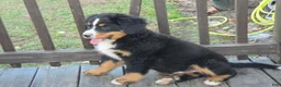 Bernese Mountain Dog dogs for sale: Bernese Mountain Dog Puppy 2 - Ad 4