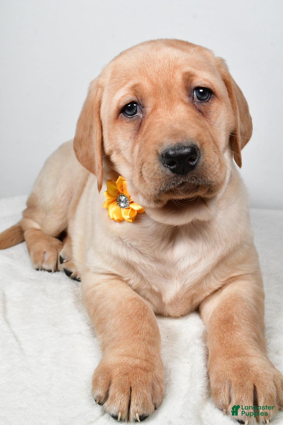 Labrador Retriever dogs for sale: Natasha - Ad 4