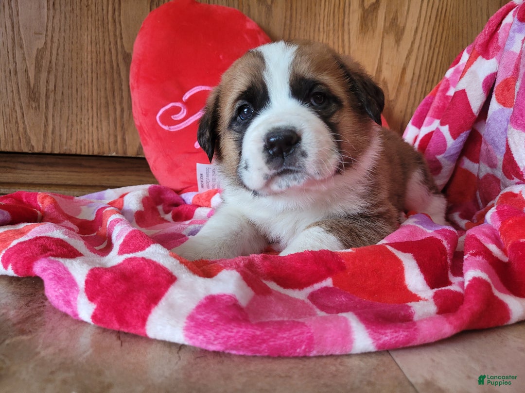 Saint Bernard dogs for sale: Bella - Ad 2