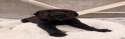 Cane Corso dogs for sale: Cane Corso Puppy 4 - Ad 3
