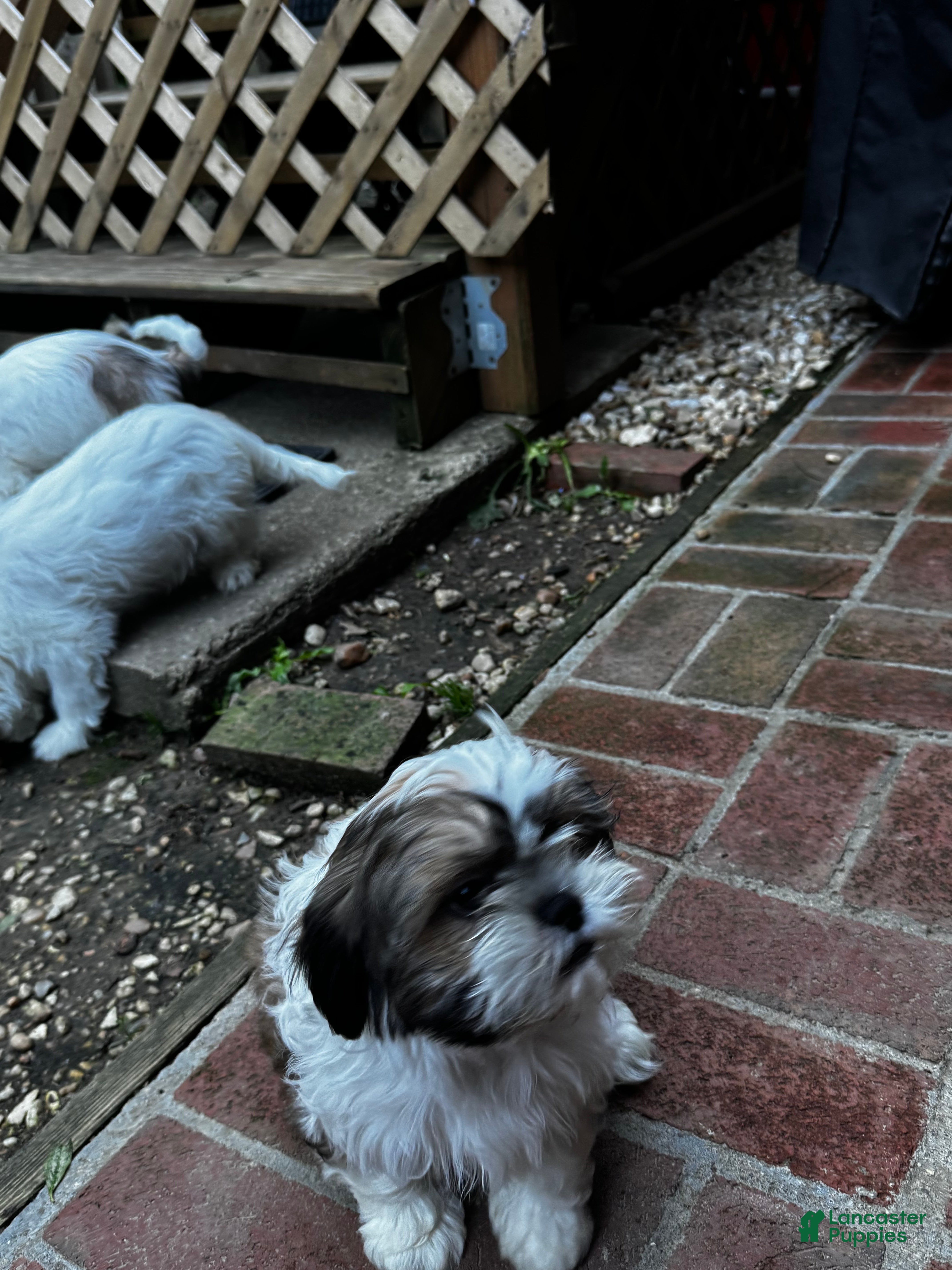 Shih Tzu dogs for sale: Leon - Ad 2