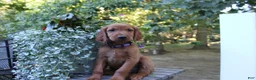 Mixed Breed dogs for sale: cody - Ad 1