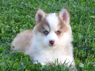 Pomsky dogs - Ad 41