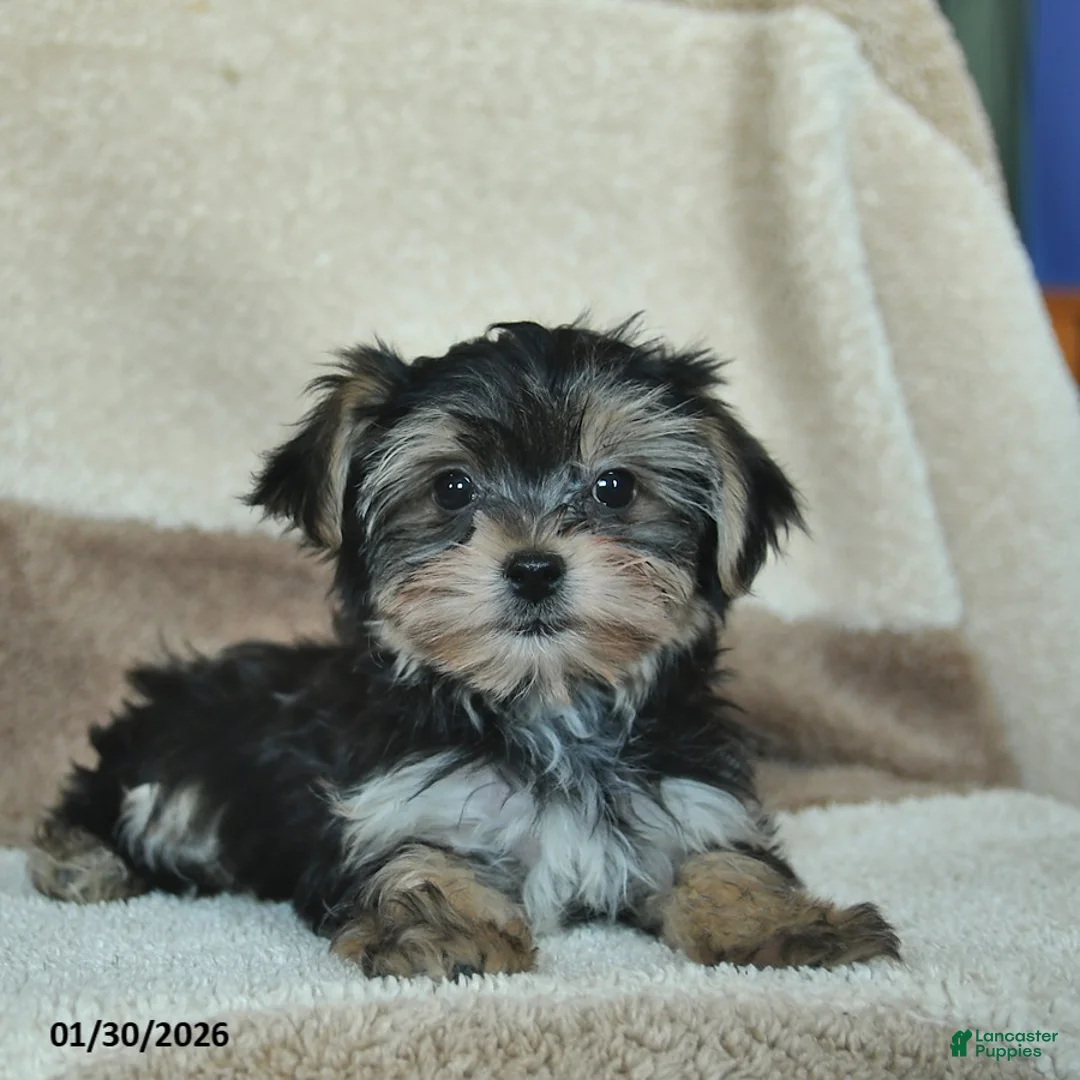 Morkie dogs for sale: Mr. Bill - Ad 3