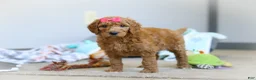 Standard Poodle dogs for sale: Millie AKC - Ad 3