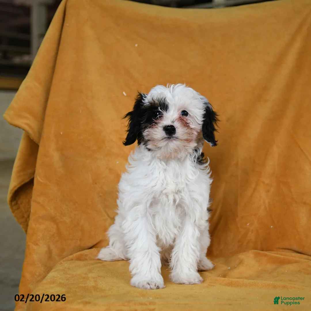 Cavapoo dogs for sale: Gloria - Ad 1