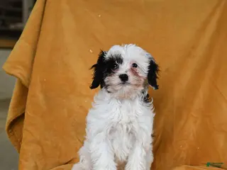 Cavapoo dogs for sale: Gloria - Ad 2