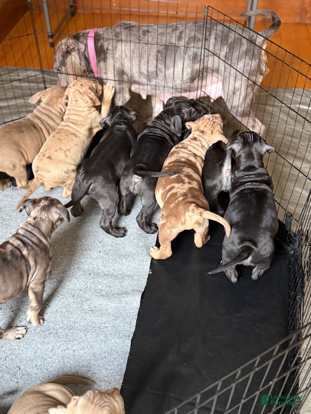 American Bully dogs for sale: King - Ad 13