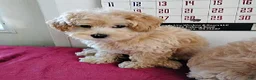 Maltipoo dogs for sale: Bertha - Ad 4