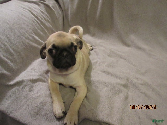 Pug dogs for sale: Pug Puppy 2 - Ad 3