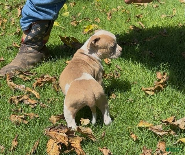 American Bulldog dogs Girl 1 - Ad 2