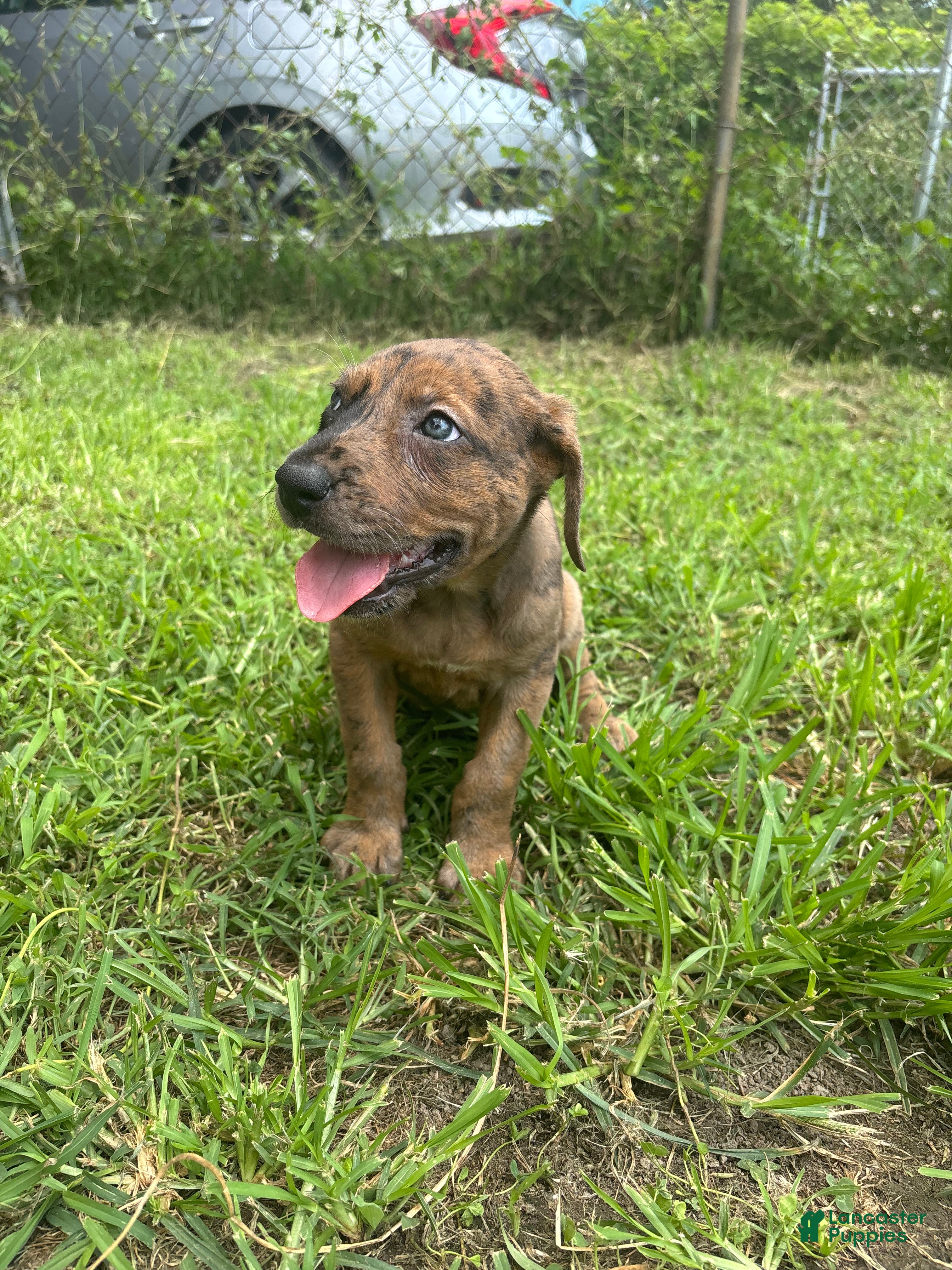 Mixed Breed dogs Girl 1 - Ad 15