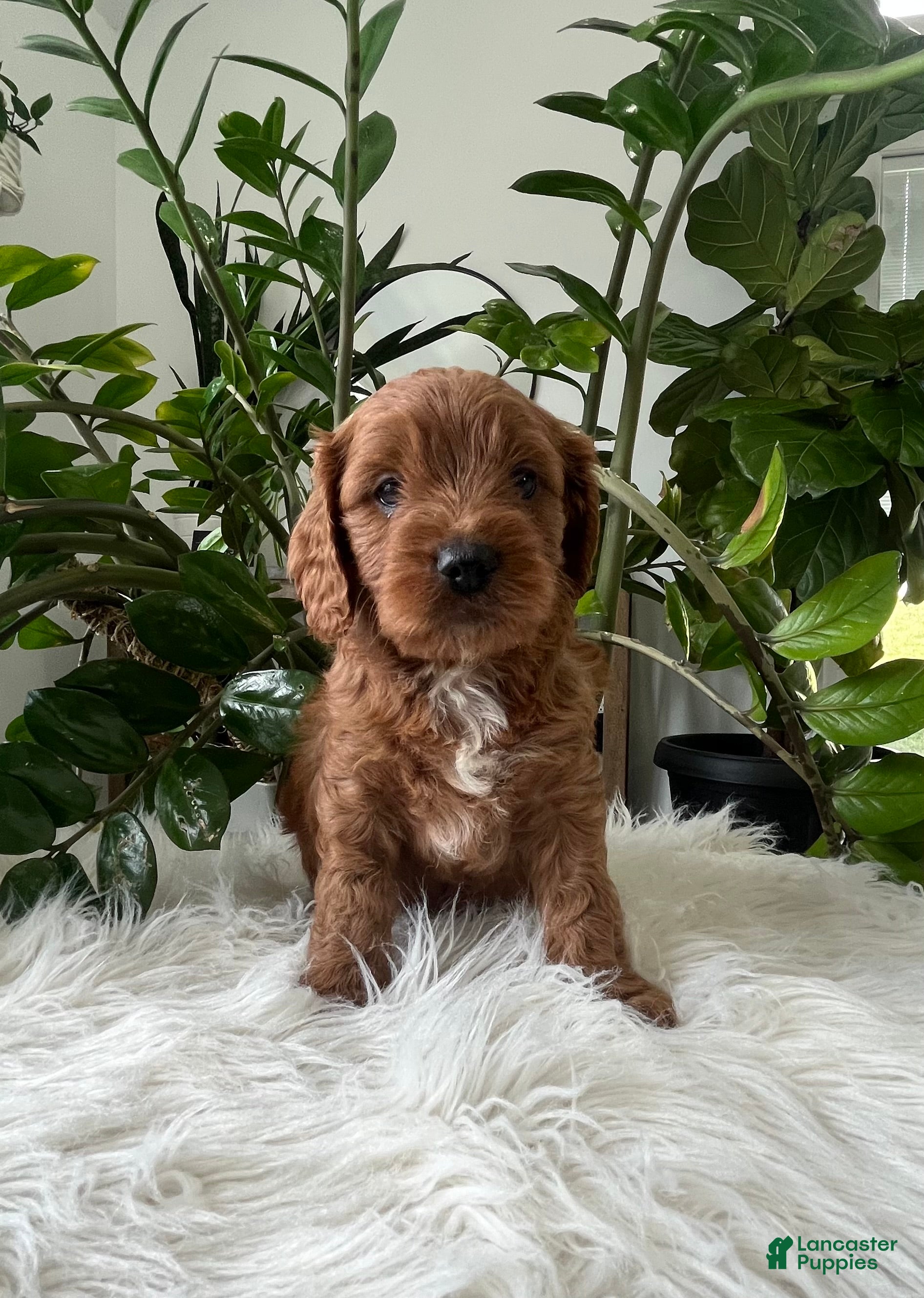 Cavapoo dogs Jocelyn - Ad 1