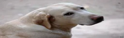 Labrador Retriever dogs for sale: Céline  - Ad 11