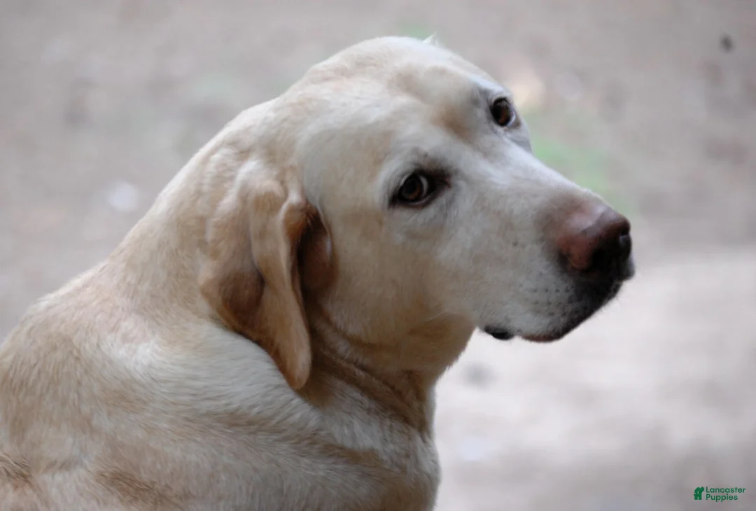 Labrador Retriever dogs for sale: Céline  - Ad 11