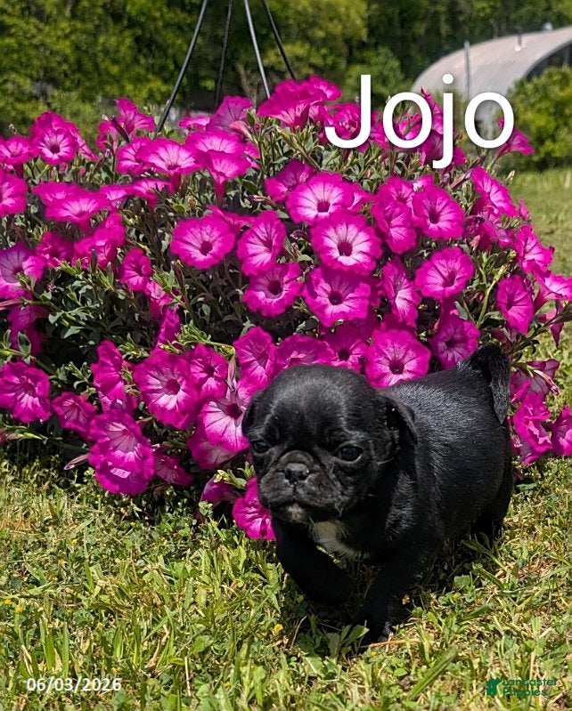 Pug dogs for sale: Jojo - Ad 4