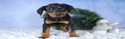 Doberman Pinscher dogs for sale: TINA - Ad 10