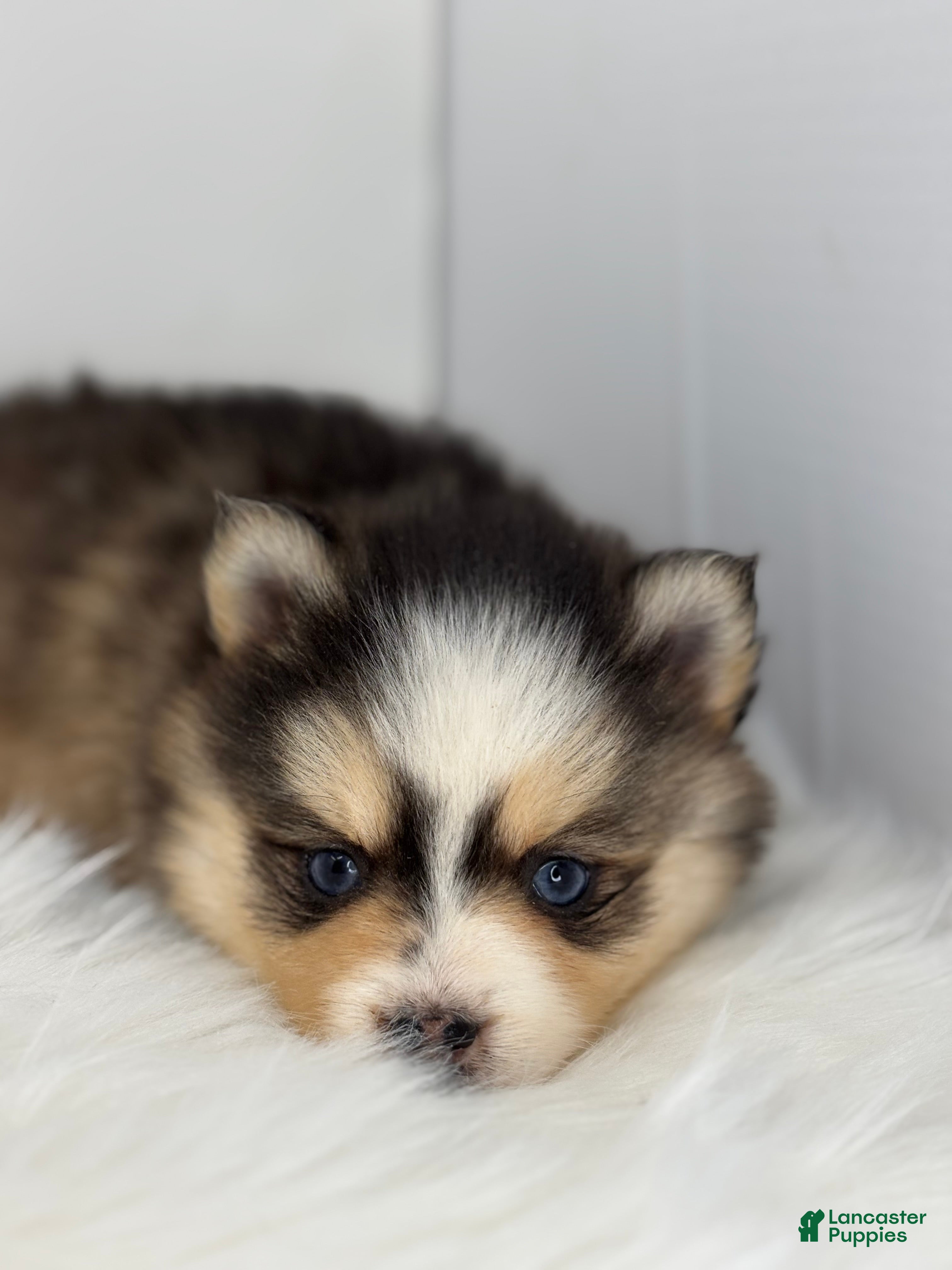 Pomsky dogs Harper - Ad 4