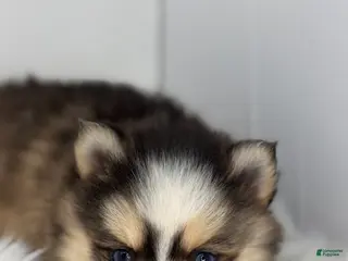 Pomsky dogs Harper - Ad 4