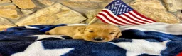 Golden Retriever dogs for sale: Penny’s Ms Light pink - Ad 1