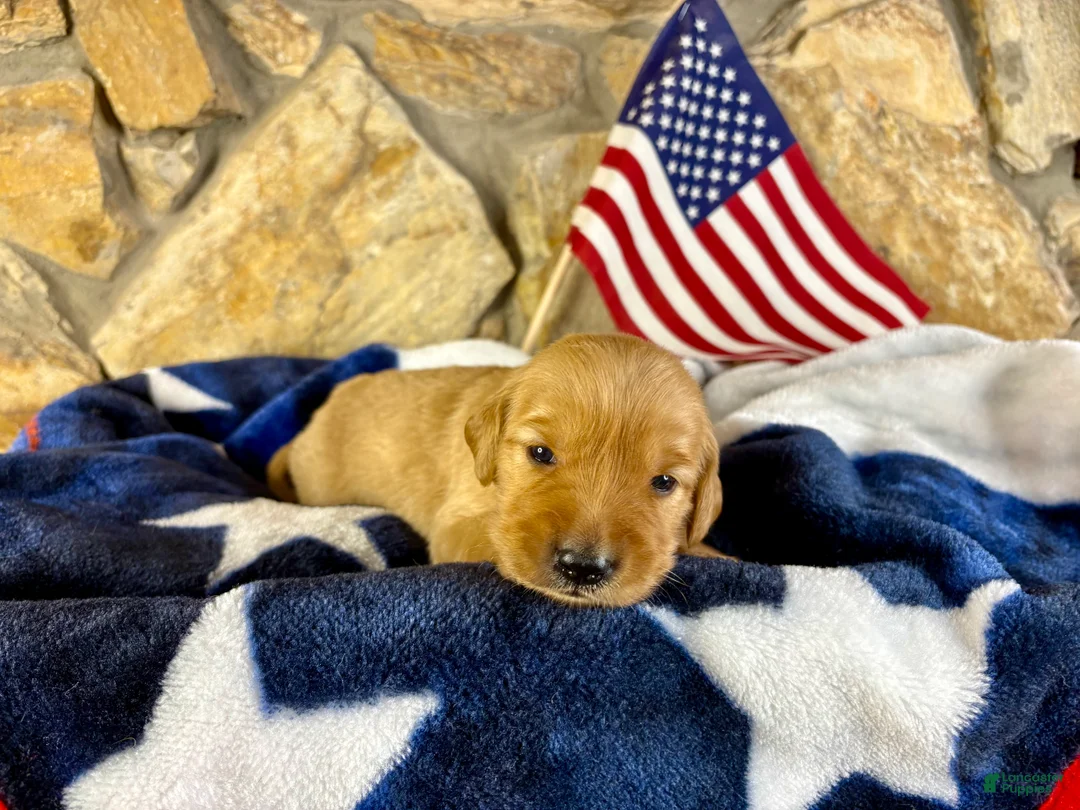 Golden Retriever dogs for sale: Penny’s Ms Light pink - Ad 1