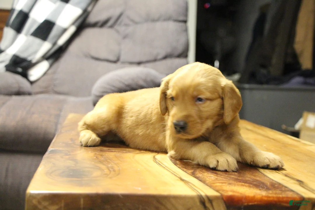 Golden Retriever dogs for sale: Atlas - Ad 6