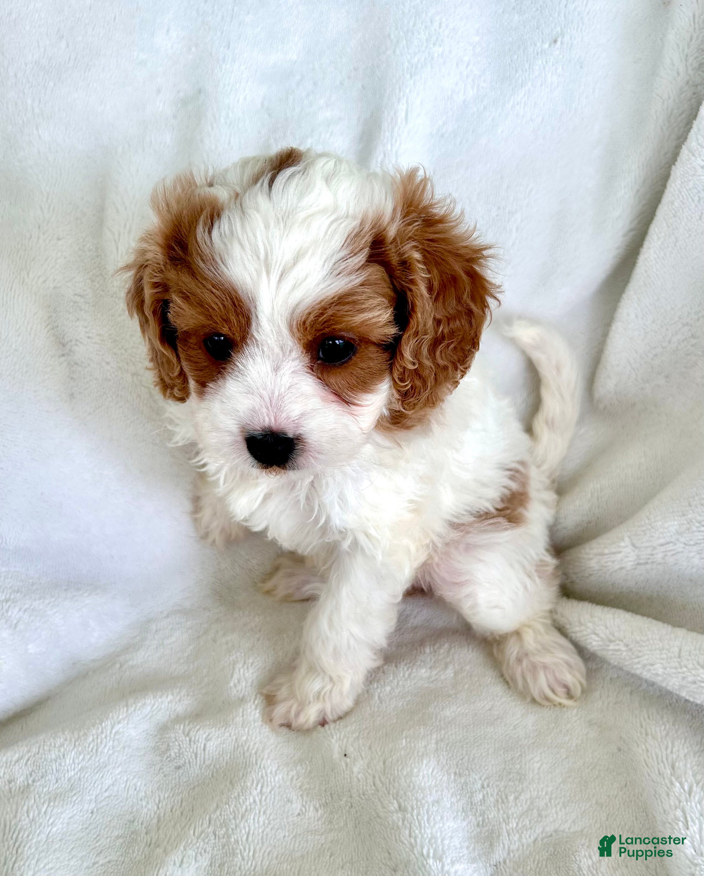 Cavapoo dogs for sale: Daphne 💗 - Ad 3
