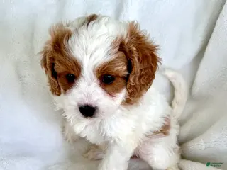 Cavapoo dogs for sale: Daphne 💗 - Ad 3